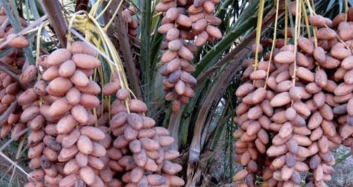 躲開那些所謂的養(yǎng)生產(chǎn)品，這些農(nóng)副土特產(chǎn)品才是真的對身體好